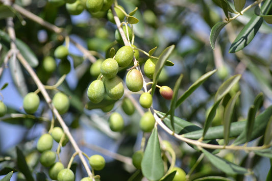Elasion – Unser Olivenöl aus Kreta mit echter Herkunft