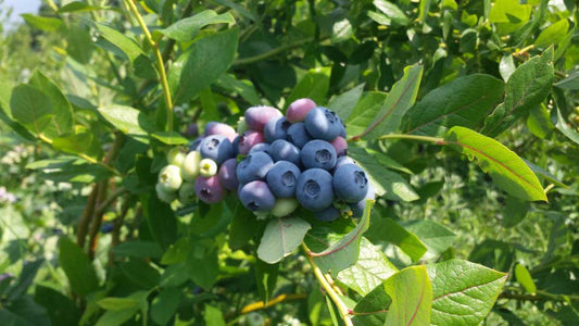 Eine Partnerschaft, die Früchte trägt: Grandpa Blueberry & Kokkino