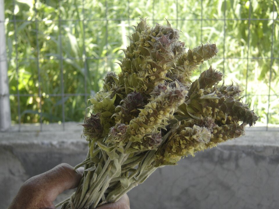 Griechischer Bergtee aus Nordgriechenland: Zwei Sorten, eine Tradition