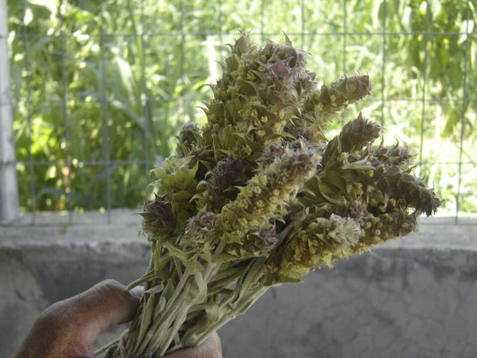 Griechischer Bergtee aus Nordgriechenland: Zwei Sorten, eine Tradition